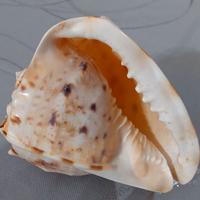 Conchiglia marina