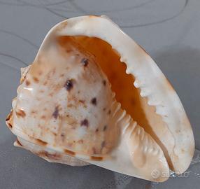 Conchiglia marina