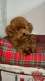 Cucciolo di Barboncino Toy/Teacup Red