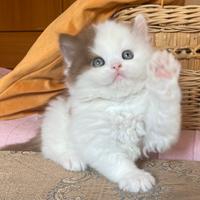 British Longhair maschietto da allevamento