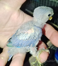 Pulli di Inseparabili roseicollis