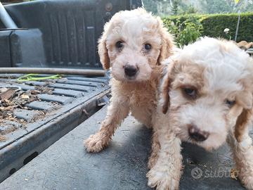 Cuccioli di lagotto