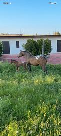 Cavalla appaloosa