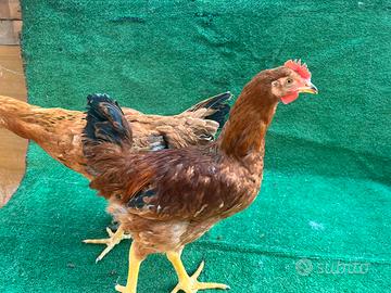 Galline Pollo ungherese pesante