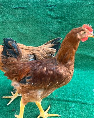 Galline Pollo ungherese pesante