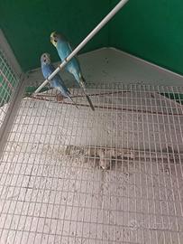 cocorite