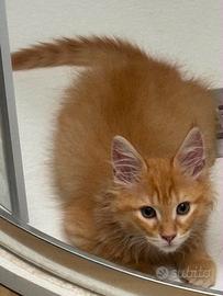Maine coon red