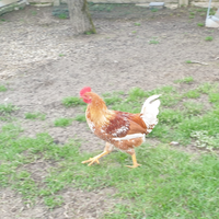 Gallo