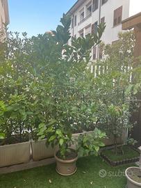 Pianta Limone