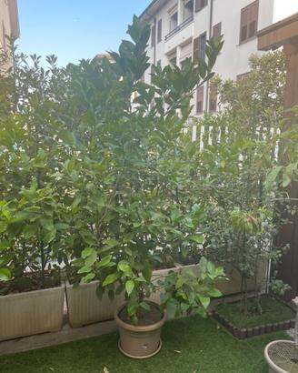 Pianta Limone