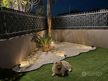 Chow Chow maschio e femmina
