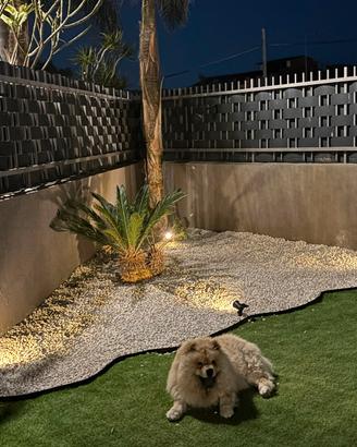 Chow Chow maschio e femmina