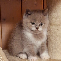 British Shorthair e Scottish Straight