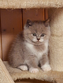 British Shorthair e Scottish Straight