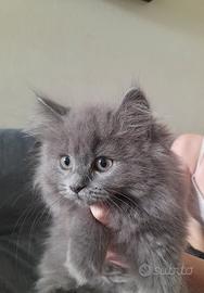 Cucciolo British Blue