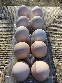 Marans/valdarnese bianca