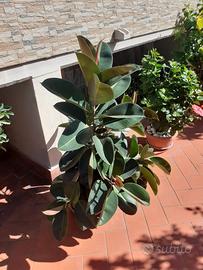 FICUS  e CHICAS