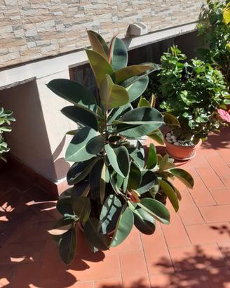 FICUS  e CHICAS