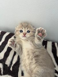 Scottish Fold femmina gatto gatta