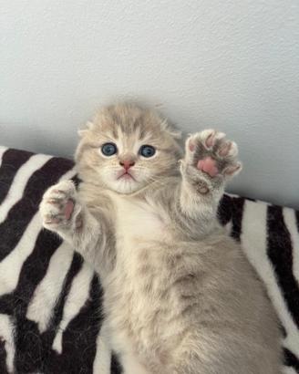 Scottish Fold femmina gatto gatta