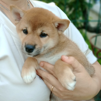 Shiba Inu cuccioli con pedigree ENCI