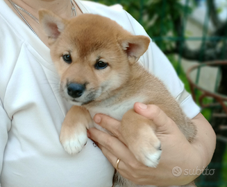 Shiba Inu cuccioli con pedigree ENCI