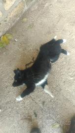 Cuccioli di border selezione da lavoro con greggi