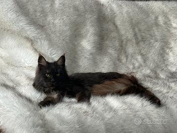 Femmina di razza Maine Coon