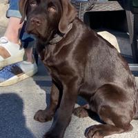 Labrador cioccolato con pedigree per monta
