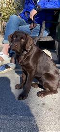 Labrador cioccolato con pedigree per monta