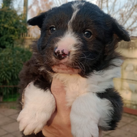 Cucciolo border collie