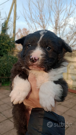 Cucciolo border collie