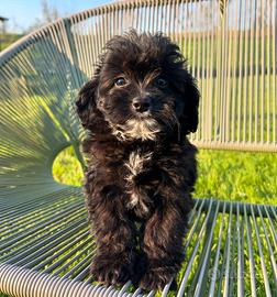 Maltipoo maschio nero