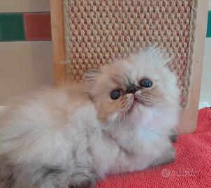 Gatti persiani