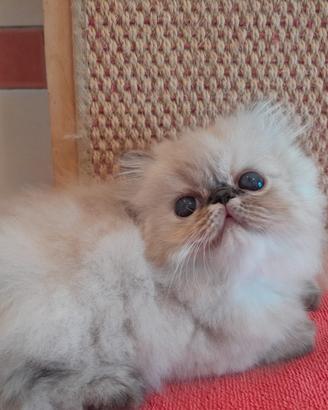 Gatti persiani