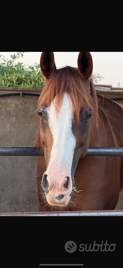 Adesivo Cavallo arabo bianco nero