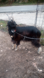 Capra Maschio Becco