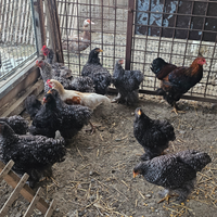 Galline Coconcina gigante