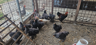 Galline Coconcina gigante