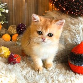 Cuccioli Di Scottish e British