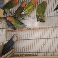 Inseparabili roseicollis giovani