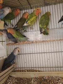 Inseparabili roseicollis giovani