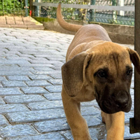 3 Cuccioli di Presa Canario