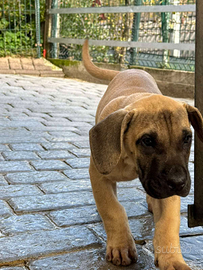 3 Cuccioli di Presa Canario