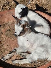 Capretti tibetani due maschi e due femmine