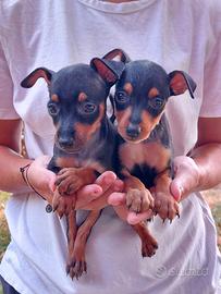 Cuccioli maschi di due mesi Pinscher