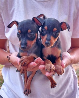 Cuccioli maschi di due mesi Pinscher
