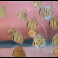Discus Golden Leopard e Blue diamond