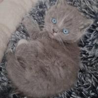 British shorthar