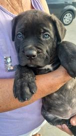 Cane corso